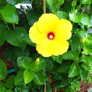 Meet your Posher, Tracy